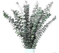 pclapora 12 Piezas Eucalipto Secado Natural, Eucalipto Preservado y Ramas Secas Decorativas, Hojas De Secas Naturales, Real Eucaliptotallos, para Decoración, Bodas, Arreglos Florales, Escritorios