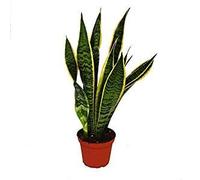 pcmoviles 2 Unidades Sansevieria en Maceta De 8 Centimetros Natural Desde 20 Centimetros