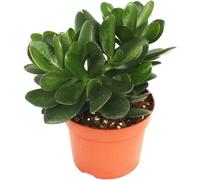 pcmoviles "¡Arbol de Jade! Disfruta de la Belleza Natural con Nuestra Planta Grassula Ovata en una Elegante Maceta de 8.5cm hogar u Oficina.