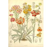 PDSYUCHEN Rompecabezas 1000 Piezas ，Difficult Rompecabezas ，Poster ，Retro Flowers Illustrations ，Alzheimer Games For Adults ，Juguetes para Retos Divertidos En Familia - Tz493Kj