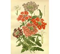 PDSYUCHEN Rompecabezas 1000 Piezas ，Difficult Rompecabezas ，Poster ，Retro Flowers Illustrations ，Alzheimer Games For Adults ，Juguetes para Retos Divertidos En Familia - Tz492Kj