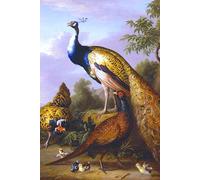 Peacock, Hen and Cock Pheasant in a Landscape - Tobias Stranover - Notebook: 120 Lined Pages 6" x 9" Journal Diary Notepad