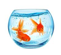 Pecera vacía para vivir truco de peces, accesorio mágico para actuaciones escénicas y espectáculos de talentos, material de PVC para impresionantes ilusiones