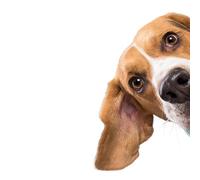 Pegatina De Coche Beagle Perro Mascota Animal Calcomanía De Vinilo Impermeable Accesorios De Coche Decoración Pegatinas Para Coche