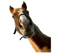 Pegatina De La Pared Del Caballo - Salvajes Pelados Y Palitos Adhesivos De Pared | Diacalques De Ventana De Animales De Cría | Pegatinas De Desmontables Para Dormitorio De Letra