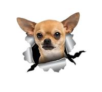 Pegatina para el coche amarillo Chihuahua 18 cm (7,1 pulgadas) marrón y blanco Chihuahua Car Sticker 3D Rasgado Pegatina de coche Divertida Chihuahua Pegatinas reflectantes parachoques Personalizar