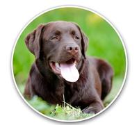 Pegatina para el coche Labrador 15 cm(5,9 pulgadas) marrón Labrador Pegatinas reflectantes Mascota Perro Divertido Labrador Autoadhesivo Marrón Labrador Car Sticker Personalizar Decoración Divertida