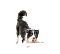 Pegatina para el coche, pegatina border collie de 15 cm (5,9 pulgadas) Border Collie Pegatinas reflectantes 3D rasgadas pegatinas para el coche mascota perro pegatinas divertidas Border Collie Car