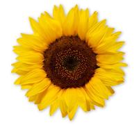 Pegatina Younikat Girasol | 20 cm | Lámina autoadhesiva Sticker Decoración I dv1511
