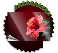 Pegatinas inapropiadas, una vibrante flor de hibisco rojo que florece sobre un fondo oscuro. 10 calcomanías para automóvil para mujeres (8 x 12 cm)
