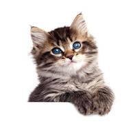 Pegatinas Para Gatitos - Pegatinas Gatos Divertidas, Paquete Adhesivo Kittens Surtido | Colección De Calcomanías De Vinilo Duraderas, Dibujos De Cáscara Y Palitos Con Varias Expresiones Para Álbum Y