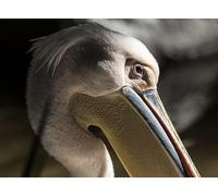 Pelícanos en Primer Plano - Rompecabezas de 6000 Piezas: Desafíos imposibles, Juego de Rompecabezas para Interiores (14 años+)