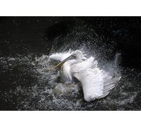 Pelícanos Jugando en el Agua: Rompecabezas de 4000 Piezas para Adultos con un Juego Diario Que desafía el Cerebro para Adolescentes Mayores de 14 años.
