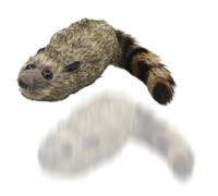 Peluche Mapache Trucos de Magia con Resorte Animal
