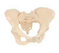Pelvis femenina modelo de pelvis modelo de anatomía de tamaño natural modelo de hueso medmod