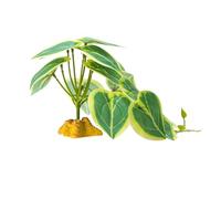 PENCHEAK Reptiles Planta Ocultar Hojas Flexibles Hojas De Terrario Hábita para La Jungla para Lagartos Serpientes Decorativas Planta Falsa Realista Reptiles Hierba