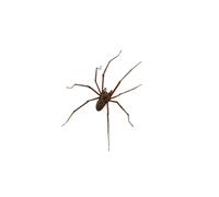 Pendientes de araña gigante, aretes de araña gótica, aretes de araña gigante, aretes de Navidad para mujeres y niñas, aretes de araña, interesantes decoraciones de Navidad, suministros de fiesta de