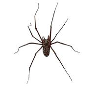 Pendientes realistas de miedo, aretes de mano, disfraz de cosplay para mujeres y hombres, aretes pequeños, talla única, Plástico, Sin piedra preciosa