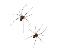 Pendientes únicos de araña góticos orejeras cómodas penetrantes pendientes textura PP para la moda individuos mujeres punk