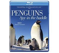 Penguins - Spy in the Huddle [DVD] [Blu-ray] [Reino Unido]