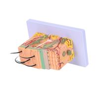 PENIKOKO Modelo Anatómico de Piel Ampliado Sección Transversal para Estudio Científico Visualización Clara de Recurso Educativo para Aulas y Laboratorios