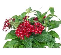 Pentas - La Estrella de Egipto - Una Planta Natural de Belleza Perenne
