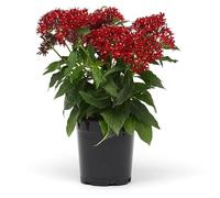 Pentas o Flor de la Mariposa una Planta de Belleza Natural que Impresionará a Tus Invitados