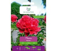 Peonía Big Ben rosa oscuro, 1 unidad.