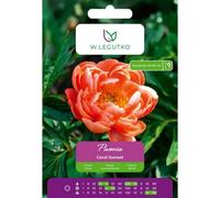 Peonía Coral Sunset salmón 1 unidad.