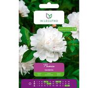 Peonía Gardenia blanca 1 unidad.