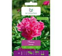 Peonía Jadwiga rosa, 1 unidad.