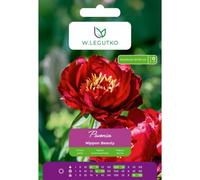 Peonía Nippon Beauty roja, 1 unidad.