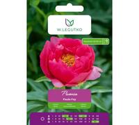 Peonía Paula Fay rosa, 1 unidad.