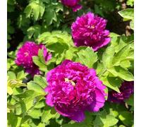 peonías Resistentes jardín y balcón de peonía en de Silvestres, Interior con bancal Elevado jardín Cubresuelos 9bulbos