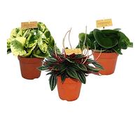 Peperomia Set of 3