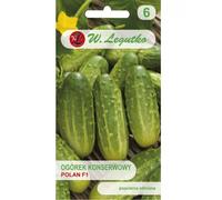 Pepino de tierra para conserva Polan F1 - variedad temprana