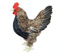 Perfeclan Figura de Aves de Corral Gallo Estatua de Pollo Escultura de Ave Adorno de Granja con Plumas Reales y Base Plástica, Gallina Grande Número Uno