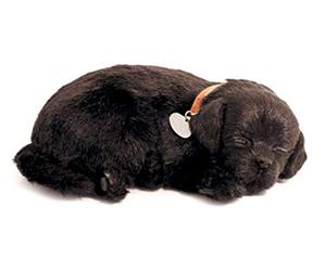 Perfect Petzzz de la respiration et du sommeil Motif chiot Labrador Retriever Noir-Nouvelle Version