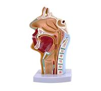 perfk Modelo de anatomía de Garganta y cavidad Nasal, Accesorio médico Ligero, anatómico Humano para fisiología, educación, exhibición, enseñanza,