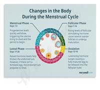 Period Education Poster Menstrual Cycle Length Fertile Window Basal Temperature Educational Canvas Painting Bedroom Bathroom Art