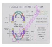 Permanent Teeth Numbering Chart Poster FDI Palmer Notation Education Print for Endodontist Periodontist Office(Unframed,16x24inch(40x60cm))