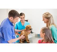 Perro adulto: vacuna de la rabia con revisión higiene y asesoramiento dietético