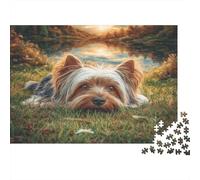 Perro Bonito Rompecabezas de Papel Resistente de Yorkshire Terrier acostado en Hierba al Atardecer, Actividad Familiar educativa 70x50cm/1000 Piezas