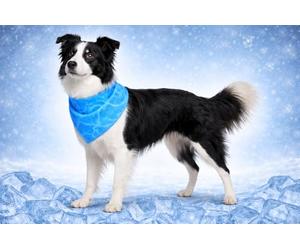 Perro Collar - Bandana refrescante Azul M 70x25 cm - poliéster Transpirable - Efecto refrescante - 3 Capas - Absorbente - Verano - Tipo Manta refrescante para Perros