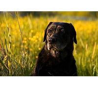 Perro Negro Viejo - Rompecabezas clásico de Madera de 5000 Piezas para Adultos - Rompecabezas 3D DIY para decoración del hogar (14 años+)