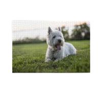 Perros Westie Lawn West Highland White Terrier, Rompecabezas de 1000 Piezas, Rompecabezas de Madera para Toda la Familia, decoración de Pared para Adultos y Adolescentes.