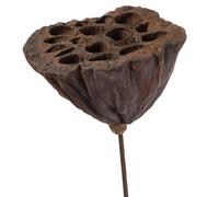 PERSELOSO Mini Lotus Dried Plant Natural Dried Flower Stem para Decoración Hogar y Manualidades DIY Accesorio Decorativo Realista para Salón Dormitorio y Oficina