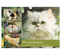 Perserkatzen. Flauschige Momente in kunstvoller Öloptik (Wandkalender 2027 DIN A