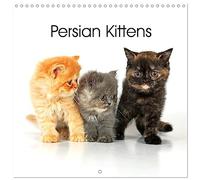 Persian Kittens - Calendario de pared (30 x 60 cm, 2026, 12 x 60 cm, abierto)