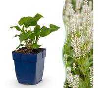 Persicaria ampl. Alba - Milenrama - Sombra - Blanco - 15-25cm - Ø11cm - Planta de jardín